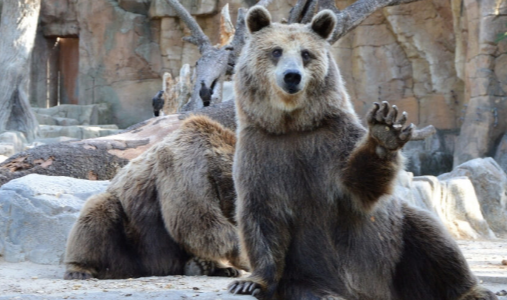 How to Survive a Bear Market